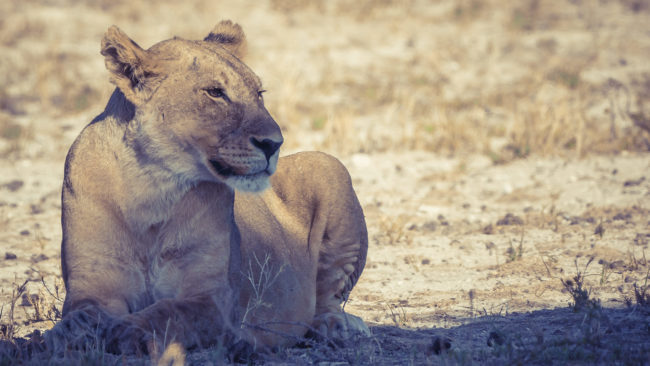 Halali, Namibia - GPS -19.042388, 16.264908 - Sony A6500 + SONY FE 100-400mm F4.5-5.6 G Master + SONY SEL14TC - 840mm - 1/320 - f/8.0 - ISO320