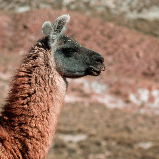 Caspana, Chile - GPS -22.412153, -68.177988 - Sony A7III + SONY FE 24-105mm, F4 G OSS - 105mm - 1/320 - f/4.0 - ISO100