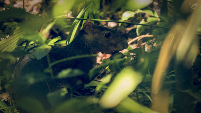 Manuel Antonio, Costa Rica - GPS 9.390648, -84.141348 - Panasonic Lumix DMC-GH5 + LEICA DG 100-400/F4.0-6.3 - 800mm - 1/100 - f/6.3 - ISO3200