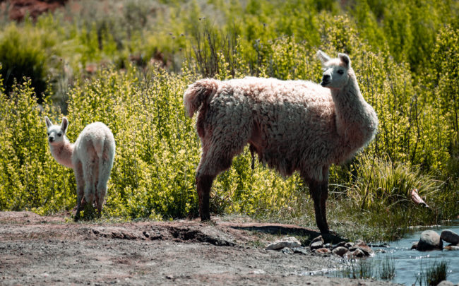 Chiuchíu, Chile - GPS -22.334792, -68.559968 - Panasonic Lumix GX8 + Panasonic Leica DG Vario-Elmar 100-400mm f/4-6.3 ASPH - 800mm - 1/400 - f/6.3 - ISO400