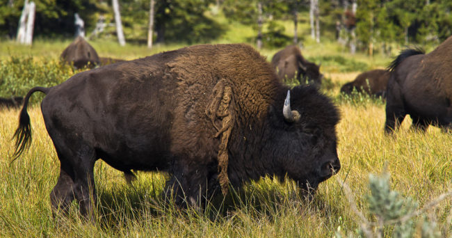 Canyon Junction, United States - GPS 44.741102, -110.706358 - Canon EOS 7D + Sigma AF 24-70mm f/2.8 EX DG macro -  - 1/100 - f/8.0 - ISO100