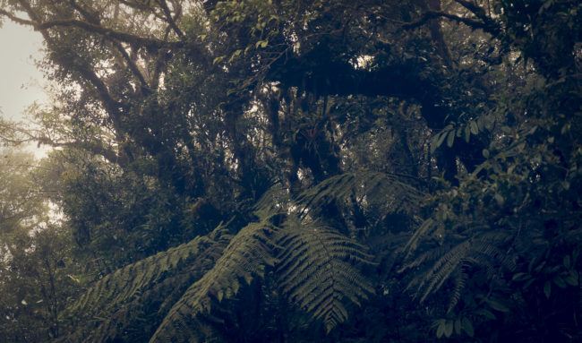 Bureal, Costa Rica - GPS 10.136937, -84.562655 - Panasonic Lumix DMC-GH5 + LUMIX G VARIO 12-35/F2.8 - 58mm - 1/200 - f/2.8 - ISO200