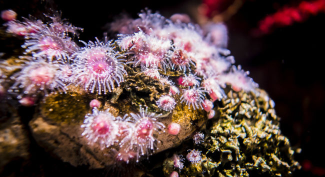 Oceanario De Lisboa, Portugal - GPS 38.763333, -9.093612 - Panasonic GH4 + Panasonic LEICA DG SUMMILUX 12mm f1.4 - 24mm - 1/30 - f/1.4 - ISO400