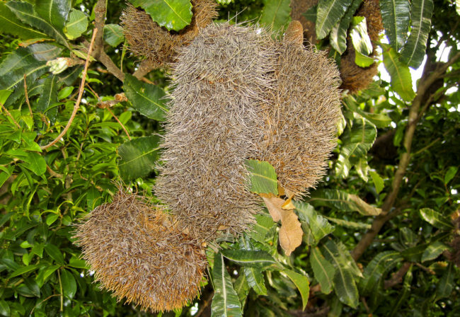 Stormsrivier State Forest, South Africa - GPS -33.966517, 23.894308 - Canon EOS 20D + Canon EF-S 17-85mm f/4-5.6 IS USM -  - 1/100 - f/8.0 - ISO100