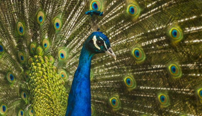 Kaltbrunn, Germany - GPS 47.742163, 9.046498 - Canon EOS 7D + Canon EF 70-200mm f/4 USM L IS -  - 1/40 - f/4.0 - ISO320