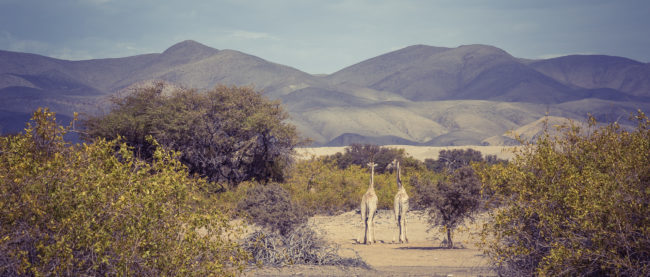 Omanye, Namibia - GPS -18.744508, 12.935091 - Sony A7III + SONY FE 24-105mm, F4 G OSS - 105mm - 1/160 - f/8.0 - ISO100