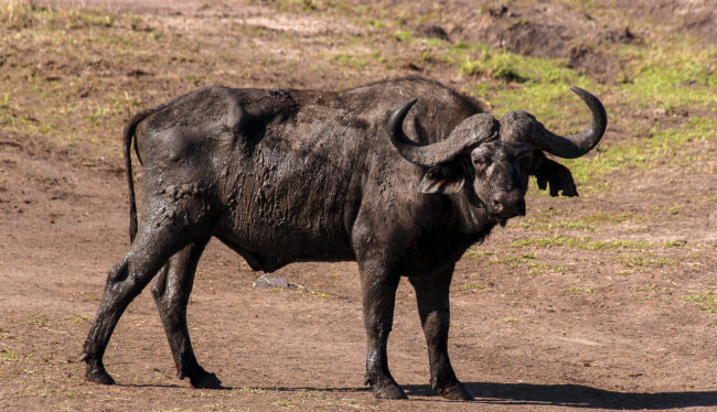 Talel, Kenya - GPS -1.511475, 35.214272 - Canon EOS 20D + Canon EF-S 17-85mm f/4-5.6 IS USM -  - 1/100 - f/8.0 - ISO100