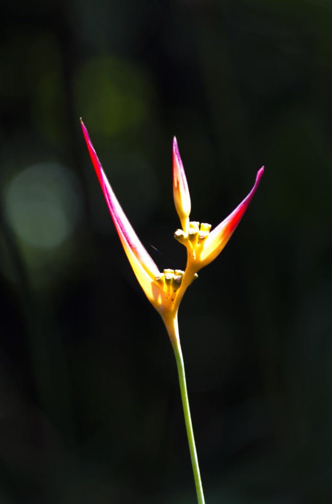 Honomanü Ahupua`a, Hawaii - GPS 20.869057, -156.178445 - Canon EOS 7D + Canon EF 70-200mm f/4 USM L IS -  - 1/50 - f/4.0 - ISO100