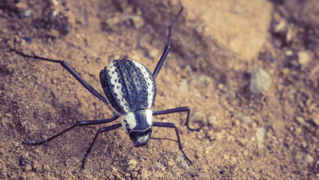 Nauchas, Namibia - GPS -23.660511, 16.178681 - Sony A7III + SONY FE 100-400mm F4.5-5.6 G Master + SONY SEL14TC - 840mm - 1/200 - f/16.0 - ISO3200