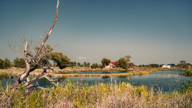 Bradu, Romania - GPS 45.728196, 24.346773 - Sony A7III + SONY FE 24-105mm, F4 G OSS - 38mm - 1/8000 - f/6.3 - ISO6400
