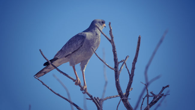 Otjovasandu, Namibia - GPS -19.152680, 14.576485 - Sony A7III + SONY FE 100-400mm F4.5-5.6 G Master + SONY SEL14TC - 560mm - 1/500 - f/8.0 - ISO320