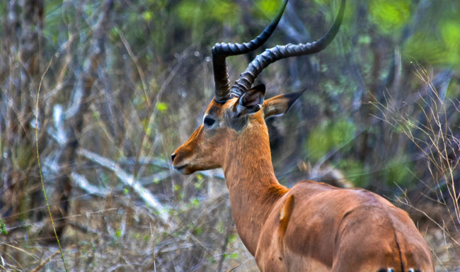 Skukuza, South Africa - GPS -25.068730, 31.548313 - Canon EOS 20D + Canon EF-S 17-85mm f/4-5.6 IS USM -  - 1/100 - f/8.0 - ISO100