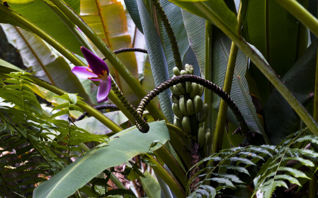 Honomu Ahupua`a, Hawaii - GPS 19.853893, -155.153718 - Canon EOS 7D + Sigma 17-50mm, F2,8 EX DC OS HSM -  - 1/40 - f/5.0 - ISO640