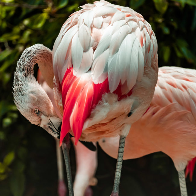 Barrio Bellavista, Chile - GPS -33.429863, -70.634125 - Sony A7III + SONY FE 70-300mm F4.5-5.6 G OSS - 300mm - 1/2500 - f/5.6 - ISO2000