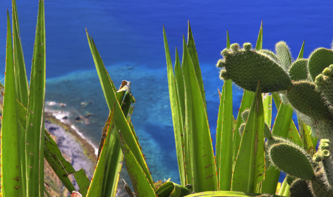 Quinta Grande, Portugal - GPS 32.656112, -17.009778 - Canon EOS 7D + Canon EF-S 17-85mm f/4-5.6 IS USM -  - 0/1 - f/8.0 - ISO100