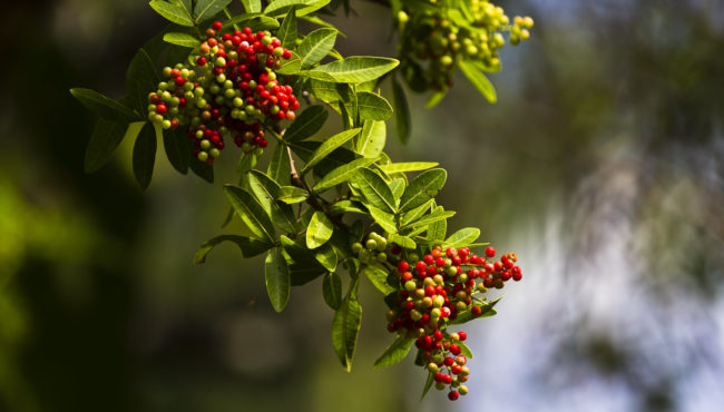 Honomanü Ahupua`a, Hawaii - GPS 20.869057, -156.178445 - Canon EOS 7D + Canon EF 70-200mm f/4 USM L IS -  - 1/80 - f/4.0 - ISO100