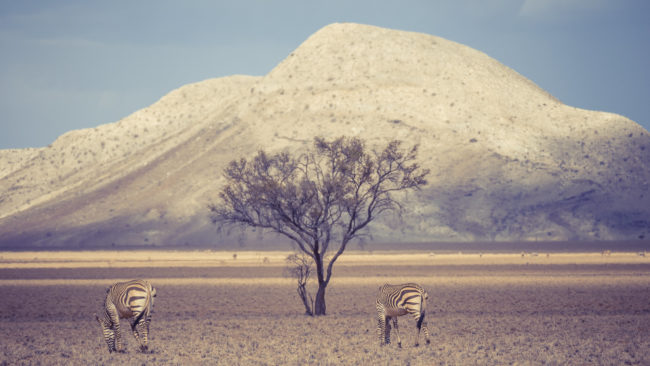 Samara, Namibia - GPS -23.783099, 15.913540 - Sony A6500 + SONY FE 100-400mm F4.5-5.6 G Master + SONY SEL14TC - 408mm - 1/320 - f/8.0 - ISO320