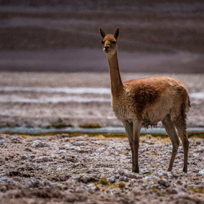 Campamento El Laco, Chile - GPS -23.954787, -67.580288 - Panasonic Lumix GX8 + Panasonic Leica DG Vario-Elmar 100-400mm f/4-6.3 ASPH - 800mm - 1/640 - f/6.3 - ISO200