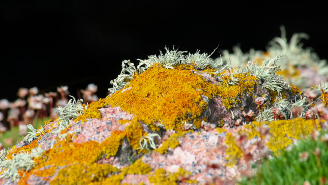 Sennen, United Kingdom - GPS 50.066892, -5.715530 - Canon EOS 20D + Canon EF-S 17-85mm f/4-5.6 IS USM -  - 1/40 - f/7.1 - ISO100
