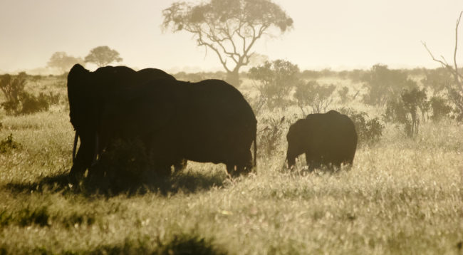 Tsavo T.C., Kenya - GPS -3.090465, 38.662262 - Canon EOS 20D + Canon EF-S 17-85mm f/4-5.6 IS USM & Canon EF 70-300mm f/4-5.6 IS USM -  - 0/1 - f/8.0 - ISO100