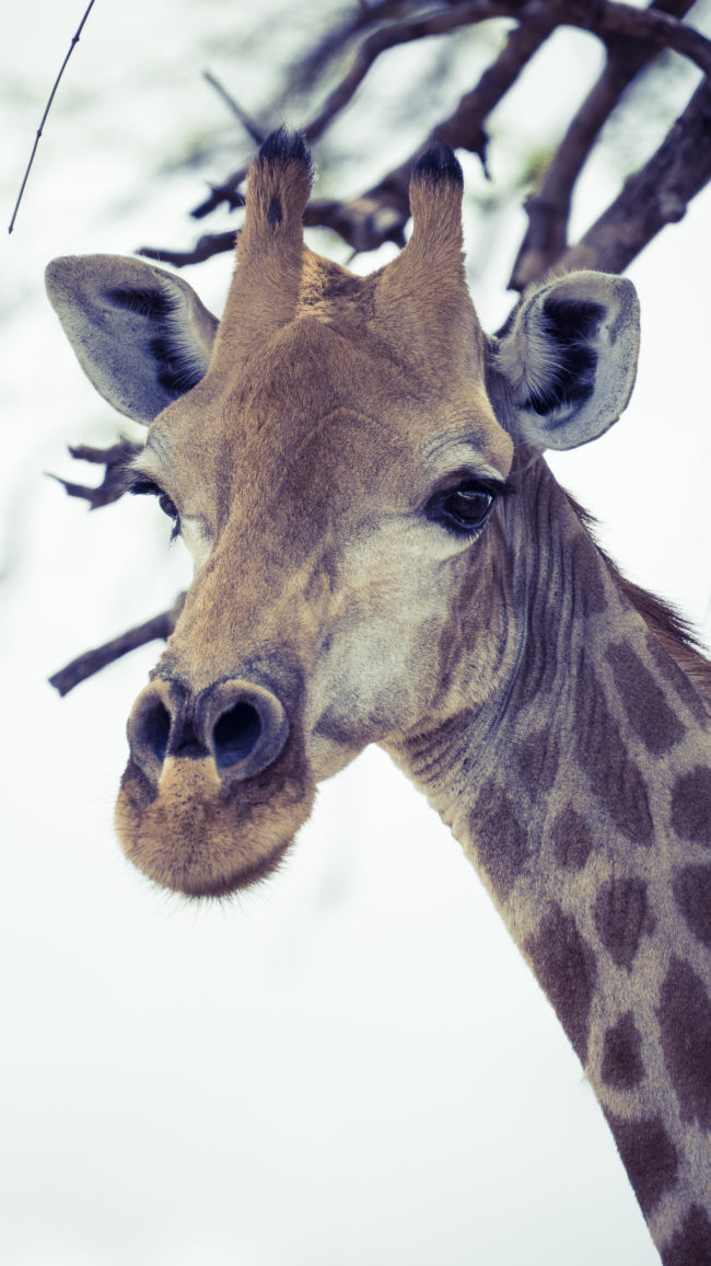 Nossiko, Namibia - GPS -18.217255, 21.745656 - Sony A7III + SONY FE 100-400mm F4.5-5.6 G Master + SONY SEL14TC - 560mm - 1/1600 - f/8.0 - ISO1250