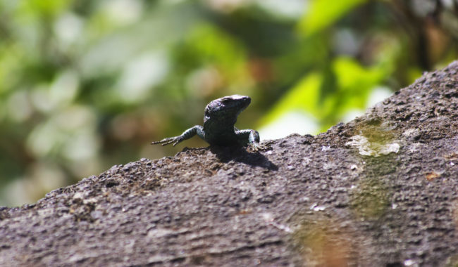 Senhora do Rosário, Portugal - GPS 32.768183, -17.026947 - Canon EOS 7D + Canon EF-S 17-85mm f/4-5.6 IS USM -  - 0/1 - f/8.0 - ISO100