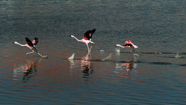 Machuca, Chile - GPS -22.611200, -68.059598 - Sony A7III + SONY FE 70-300mm F4.5-5.6 G OSS - 110mm - 1/4000 - f/5.0 - ISO1000