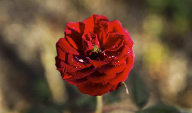 Westerhausen, Germany - GPS 52.510067, 8.052102 - Canon EOS 7D + Sigma 17-50mm, F2,8 EX DC OS HSM -  - 1/250 - f/2.8 - ISO100