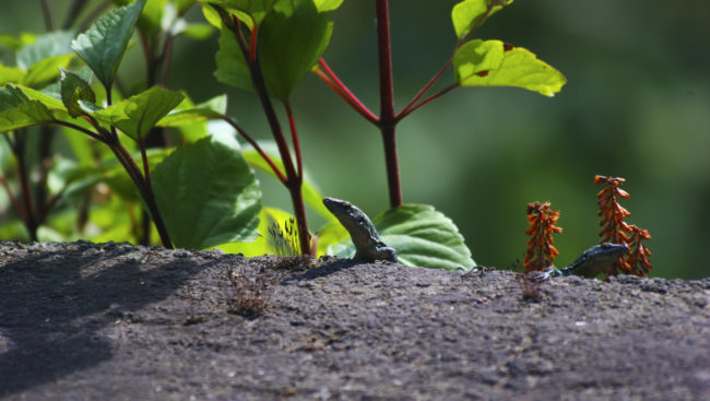 Senhora do Rosário, Portugal - GPS 32.768228, -17.026915 - Canon EOS 7D + Canon EF-S 17-85mm f/4-5.6 IS USM -  - 0/1 - f/8.0 - ISO100