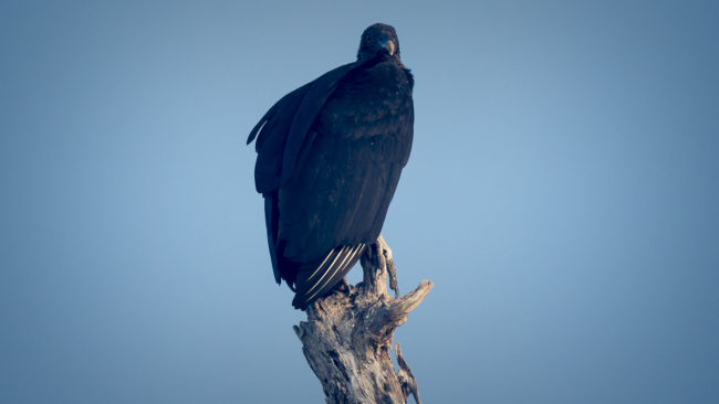 Puerto Culebra, Costa Rica - GPS 10.639777, -85.642093 - Panasonic Lumix DMC-GH5 + Panasonic Leica DG Vario-Elmar 100-400mm f/4-6.3 ASPH - 800mm - 1/200 - f/6.3 - ISO800