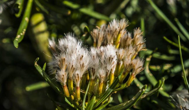 El Gánigo, Spain - GPS 28.677043, -17.915563 - Panasonic GH4 + Panasonic Lumix G Vario 12-35mm/2,8 OIS - 70mm - 1/1250 - f/2.8 - ISO200