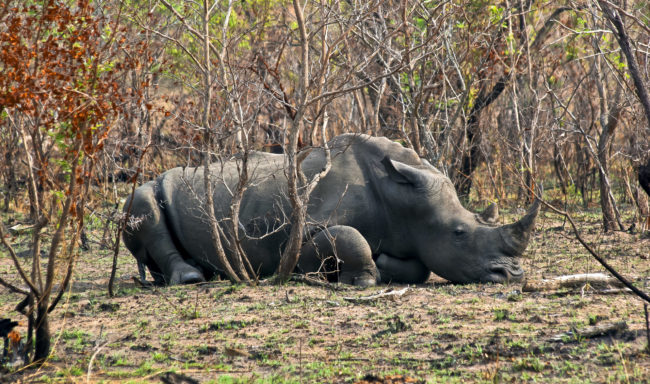 Huntingdon, South Africa - GPS -24.937865, 31.440483 - Canon EOS 20D + Canon EF-S 17-85mm f/4-5.6 IS USM -  - 0/1 - f/8.0 - ISO100