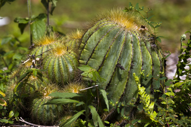 Hakalau, Hawaii - GPS 19.904400, -155.135620 - Canon EOS 7D + Canon EF 70-200mm f/4 USM L IS -  - 1/500 - f/4.0 - ISO100
