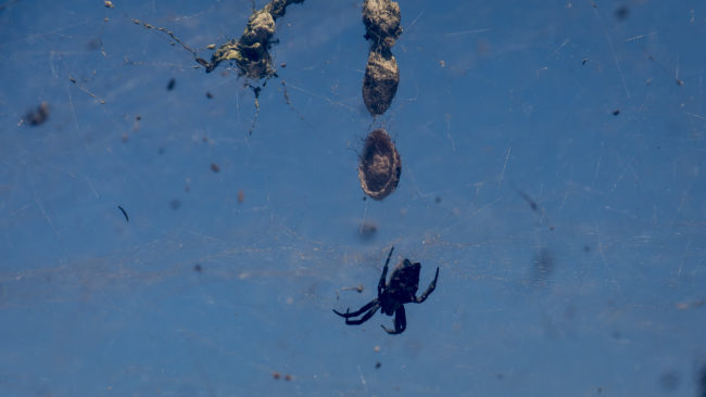 Ciudad Negra, Costa Rica - GPS 8.576503, -83.400792 - Panasonic Lumix GX8 + LUMIX G VARIO 35-100/F2.8 - 200mm - 1/320 - f/8.0 - ISO200