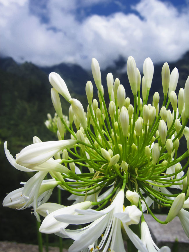 Ponta do Sol, Portugal - GPS 32.681305, -17.108065 - Canon EOS 20D + Canon EF-S 17-85mm f/4-5.6 IS USM -  - 1/100 - f/8.0 - ISO100