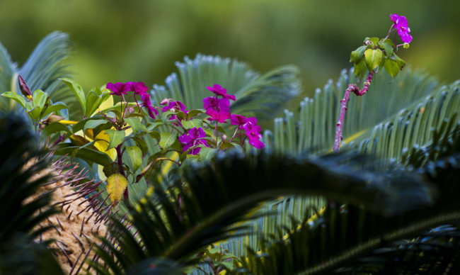 Honomanü Ahupua`a, Hawaii - GPS 20.867742, -156.178790 - Canon EOS 7D + Canon EF 70-200mm f/4 USM L IS -  - 1/60 - f/4.0 - ISO100