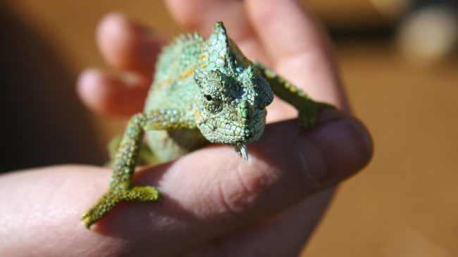Thomson Falls, Kenya - GPS 0.044503, 36.369505 - Canon EOS 20D + Canon EF-S 17-85mm f/4-5.6 IS USM & Canon EF 70-300mm f/4-5.6 IS USM -  - 0/1 - f/8.0 - ISO100