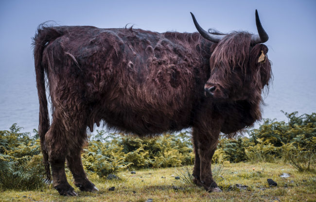 Lonbain, United Kingdom - GPS 57.526340, -5.851053 - Panasonic Lumix DMC-GH5 + Panasonic Lumix G Vario 12-35mm/2,8 OIS - 70mm - 1/250 - f/2.8 - ISO200