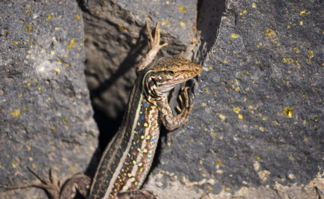 Los Cancajos, Spain - GPS 28.652223, -17.760033 - Panasonic GH4 + Panasonic Lumix G Vario 100-300mm f4.0-5.6 OIS - 600mm - 1/400 - f/5.6 - ISO400
