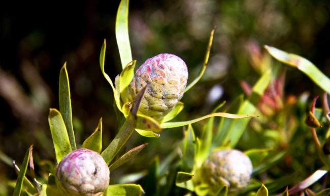 Aasfontein, South Africa - GPS -34.767422, 19.798463 - Canon EOS 20D + Canon EF-S 17-85mm f/4-5.6 IS USM -  - 1/100 - f/8.0 - ISO100