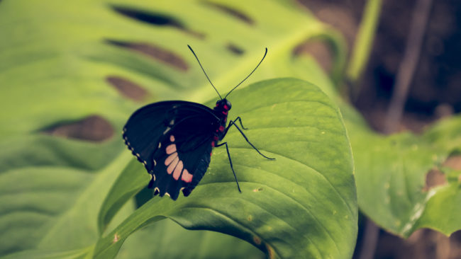 Cerrillos, Costa Rica - GPS 10.081208, -84.637452 - Panasonic Lumix DMC-GH5 + LEICA DG 100-400/F4.0-6.3 - 800mm - 1/100 - f/6.3 - ISO1600