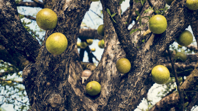 Iguanita, Costa Rica - GPS 10.613998, -85.619980 - Panasonic Lumix DMC-GH5 + LUMIX G VARIO 12-35/F2.8 - 70mm - 1/200 - f/2.8 - ISO100