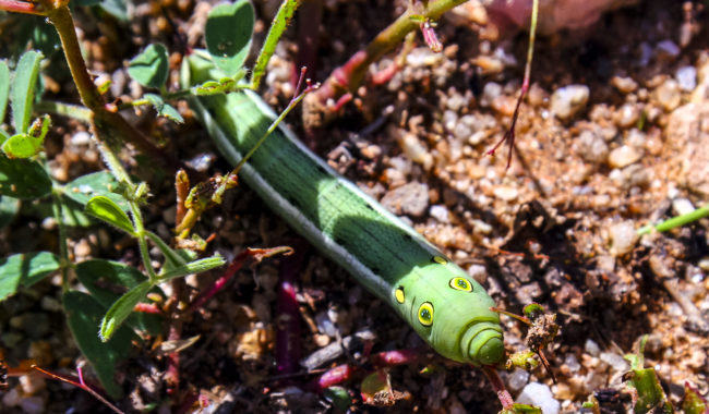 Maasai Mara, Kenya - GPS -1.612373, 35.270233 - Canon EOS 20D + Canon EF-S 17-85mm f/4-5.6 IS USM & Canon EF 70-300mm f/4-5.6 IS USM -  - 0/1 - f/8.0 - ISO100