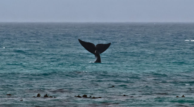 Pearly Beach, South Africa - GPS -34.662387, 19.487687 - Canon EOS 20D + Canon EF-S 17-85mm f/4-5.6 IS USM -  - 1/100 - f/8.0 - ISO100