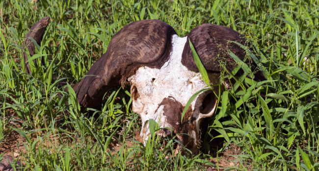 Maasai Mara, Kenya - GPS -1.540303, 35.263710 - Canon EOS 20D + Canon EF-S 17-85mm f/4-5.6 IS USM & Canon EF 70-300mm f/4-5.6 IS USM -  - 0/1 - f/8.0 - ISO100
