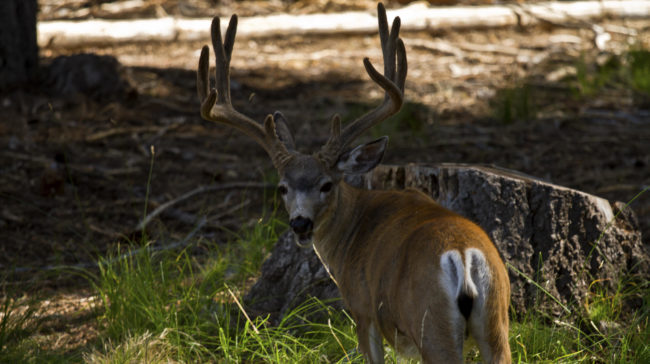 South Wawona (historical), United States - GPS 37.514152, -119.595967 - Canon EOS 7D + Sigma AF 24-70mm f/2.8 EX DG macro -  - 0/1 - f/8.0 - ISO100