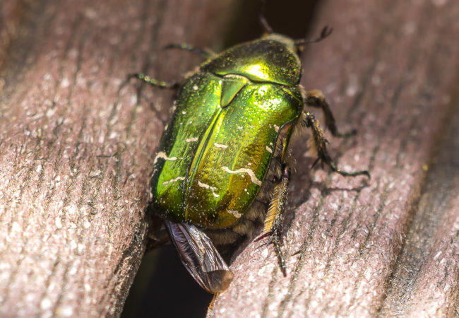 Panasonic Lumix DMC-GH5 + Panasonic Leica DG Vario-Elmar 100-400mm f/4-6.3 ASPH - 800mm - 1/100 - f/7.1 - ISO200