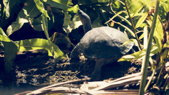 Cahuita, Costa Rica - GPS 9.735860, -82.838648 - Panasonic Lumix DMC-GH5 + LEICA DG 100-400/F4.0-6.3 - 800mm - 1/15 - f/6.3 - ISO100