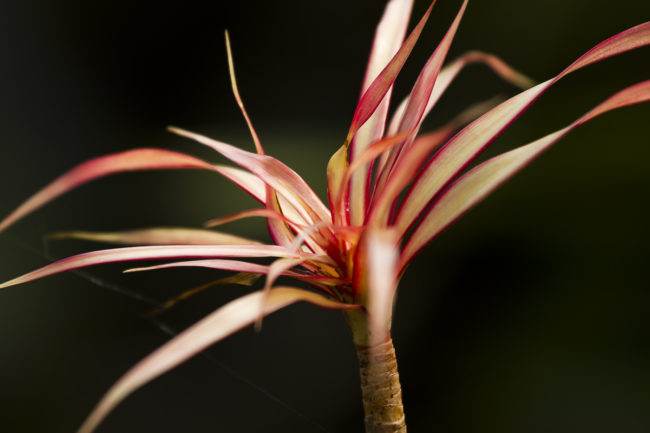 Wailua Ahupua`a, Hawaii - GPS 19.903332, -155.135400 - Canon EOS 7D + Canon EF 70-200mm f/4 USM L IS -  - 1/100 - f/4.0 - ISO100