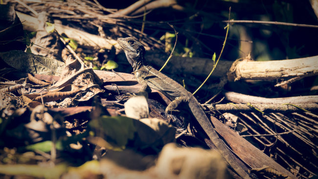 Punta Mala, Costa Rica - GPS 9.078880, -83.620150 - Panasonic Lumix GX8 + Panasonic Lumix GX Vario 35-100mm f/2.8 Power OIS - 200mm - 1/250 - f/2.8 - ISO200